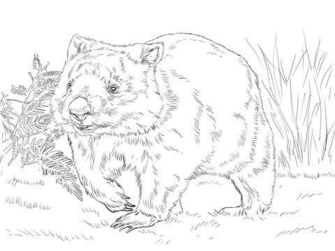 Common Wombat Coloring Page